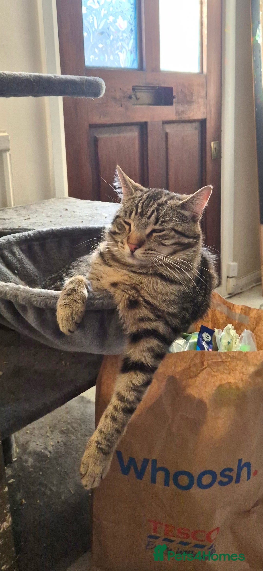 Maine Coon cats for sale: 3 cats looking for a loving home - Image 15