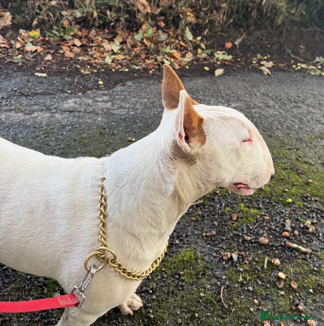 Bull Terrier dogs for sale: Beautiful Bull Terrier Bitch 21 months old - Advert 2