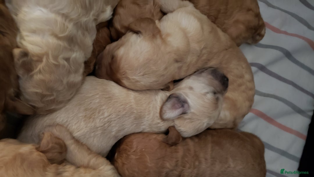 Labradoodle dogs for sale: Labradoodle puppies - Image 11