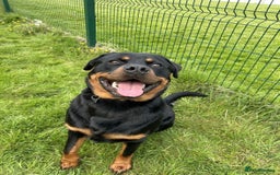 Rottweiler dogs for sale: 10 Month Old Male Rottweiler in Bromsgrove - Image 1