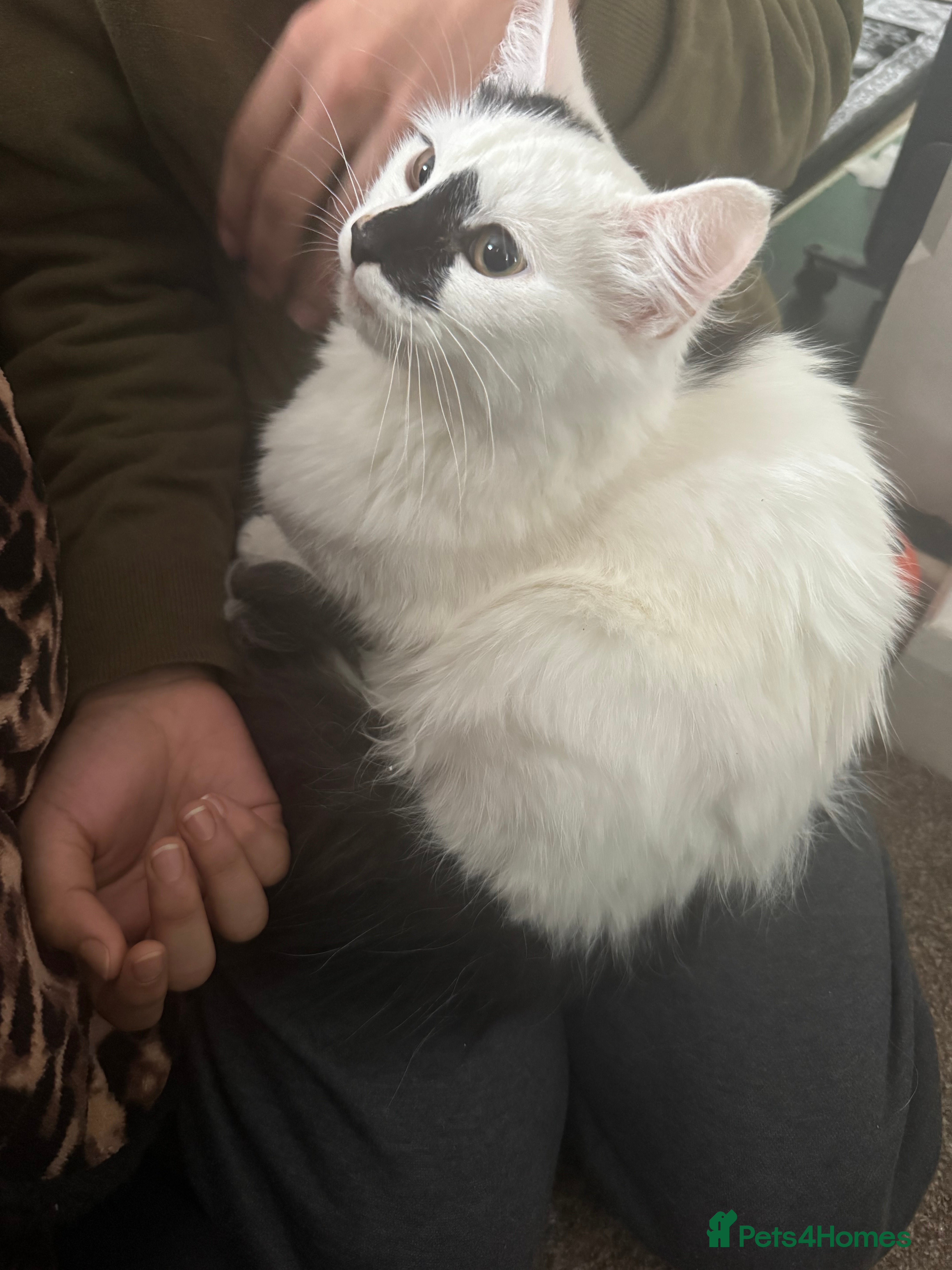 Turkish Angora cats Turkish angora kitten - Advert 1