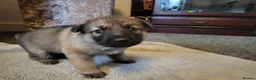 German Shepherd dogs for sale: German Shepherd pups Straight back KC registered - Advert 10