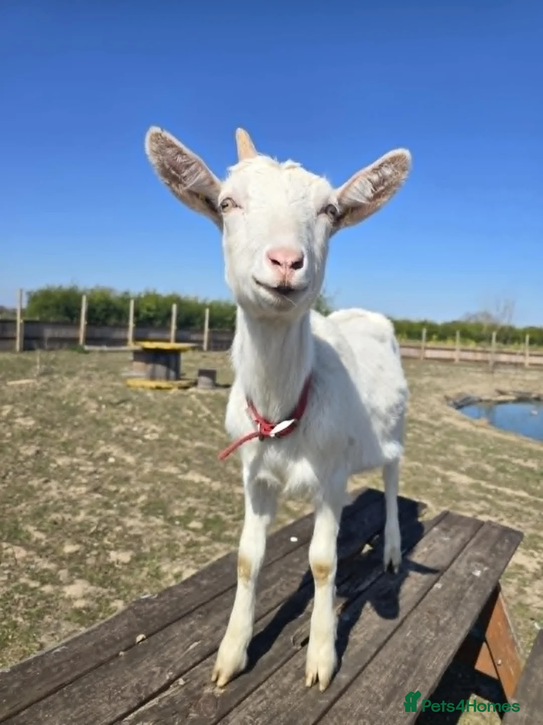 Goats livestock for sale: Ed & Blossom in Doncaster - Advert 1
