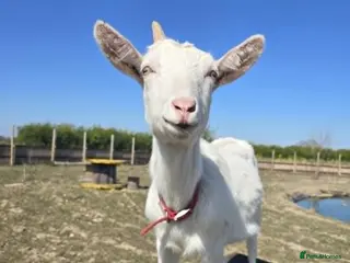 Goats livestock Ed & Blossom in Doncaster - Advert 1