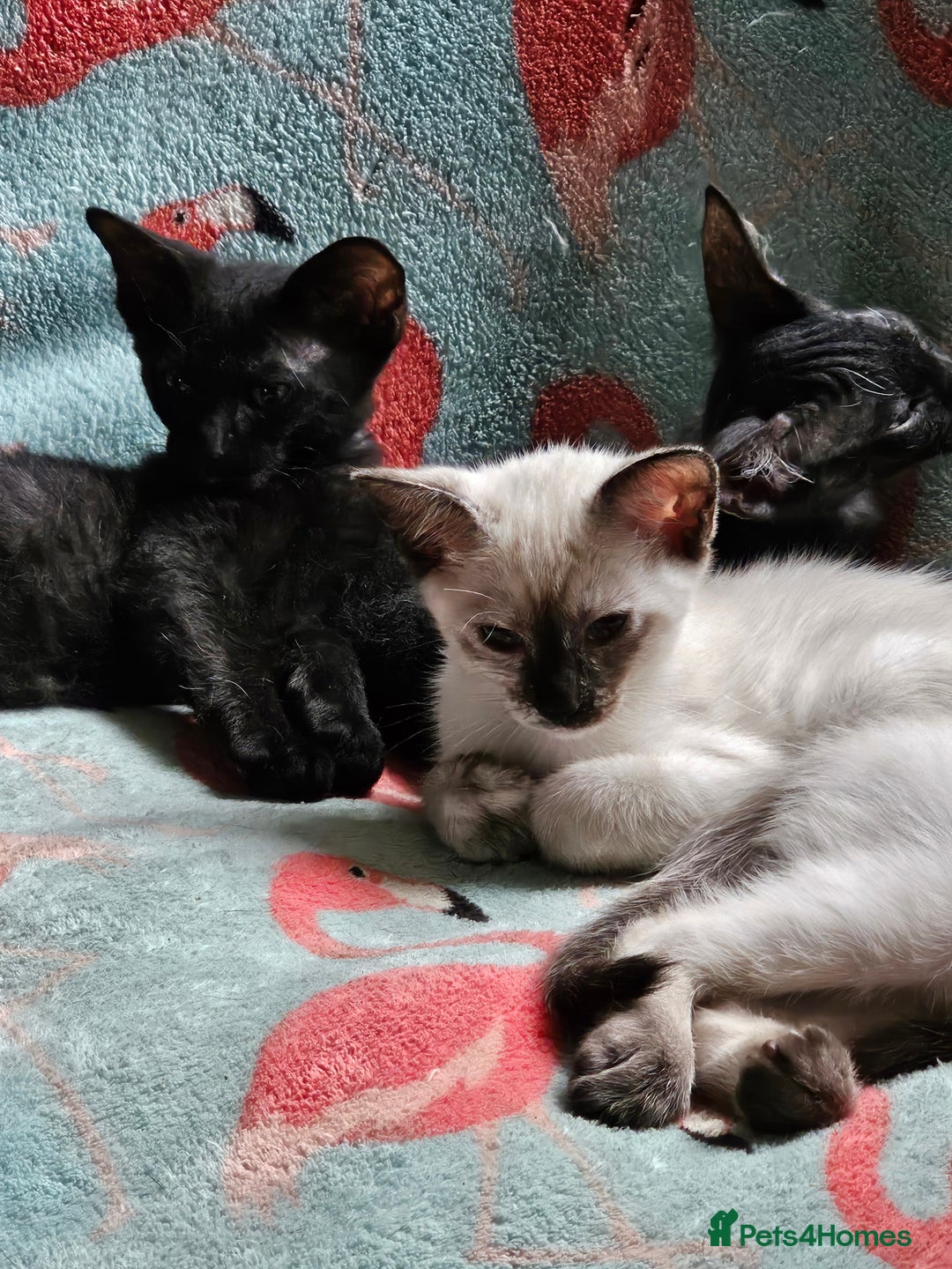 Siamese cats for sale: Siamese X Sphynx kittens - Image 19