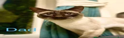 Siamese cats for sale: Beautiful seamese kittens 💙 - Advert 3