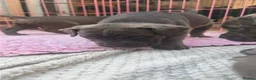 Cane Corso dogs for sale: ICCF Registered 8th gen 🧬🏆 Cane Corso pups. in Stalybridge - Advert 17