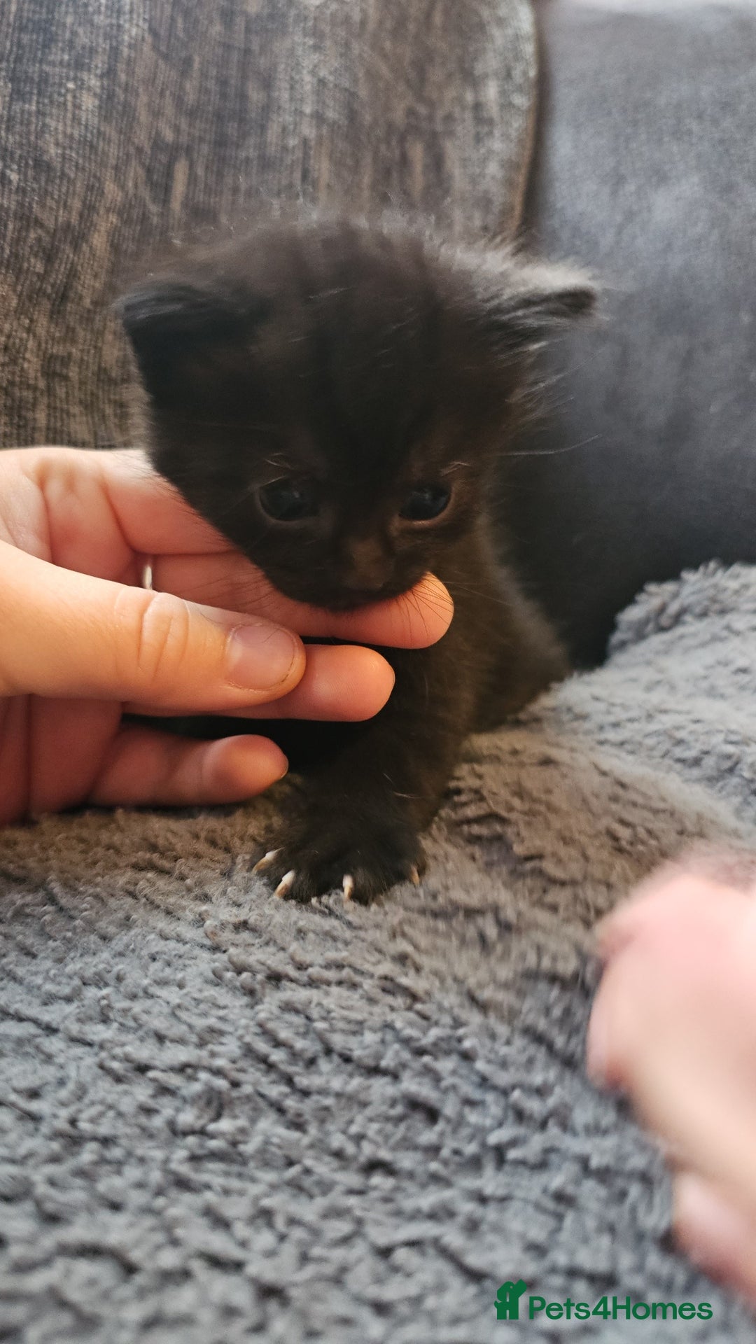 Mixed Breed cats for sale: Calico kittens  - Image 4