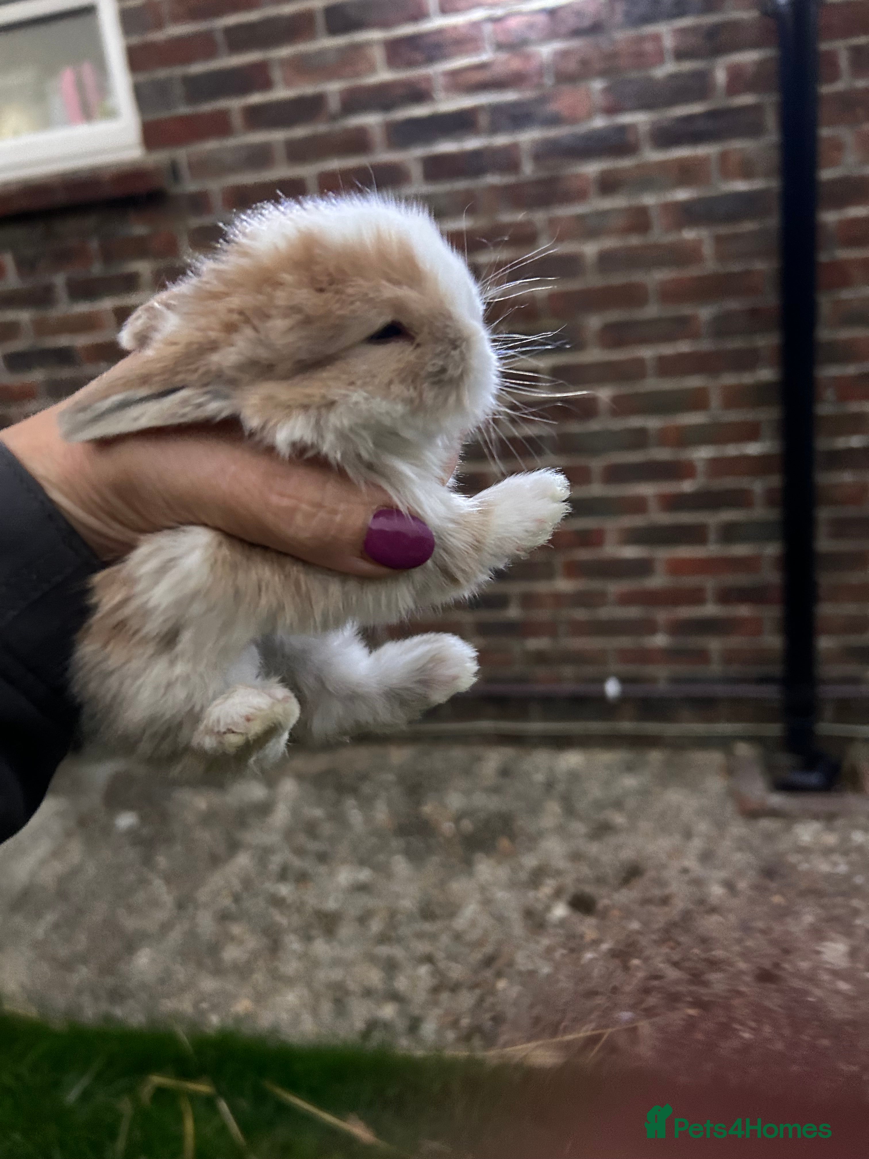 Netherland Dwarf rabbits Beautiful Mini lop and Netherland dwarf bunnies  - Advert 6