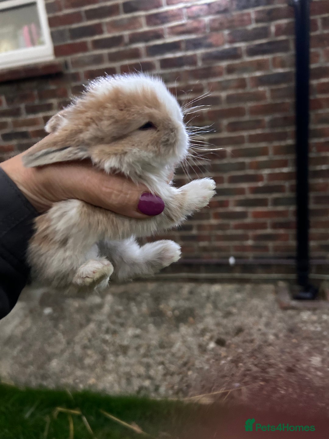Netherland Dwarf rabbits for sale: Beautiful Mini lop and Netherland dwarf bunnies  - Advert 1