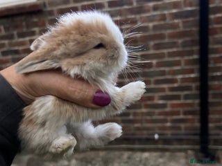 Netherland Dwarf rabbits - Advert 17