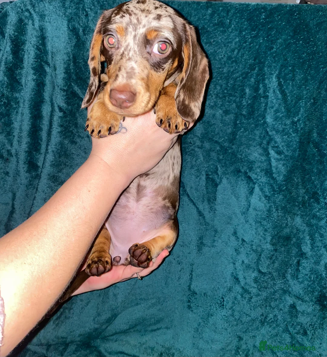 Miniature Dachshund dogs for sale: Miniature Dachshunds - Advert 2