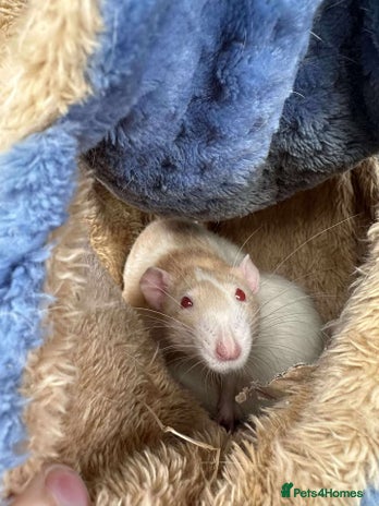 Sugar Glider rodents for sale - Advert 1