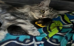 Maine Coon cats for sale: Maine coon cross  - Image 27