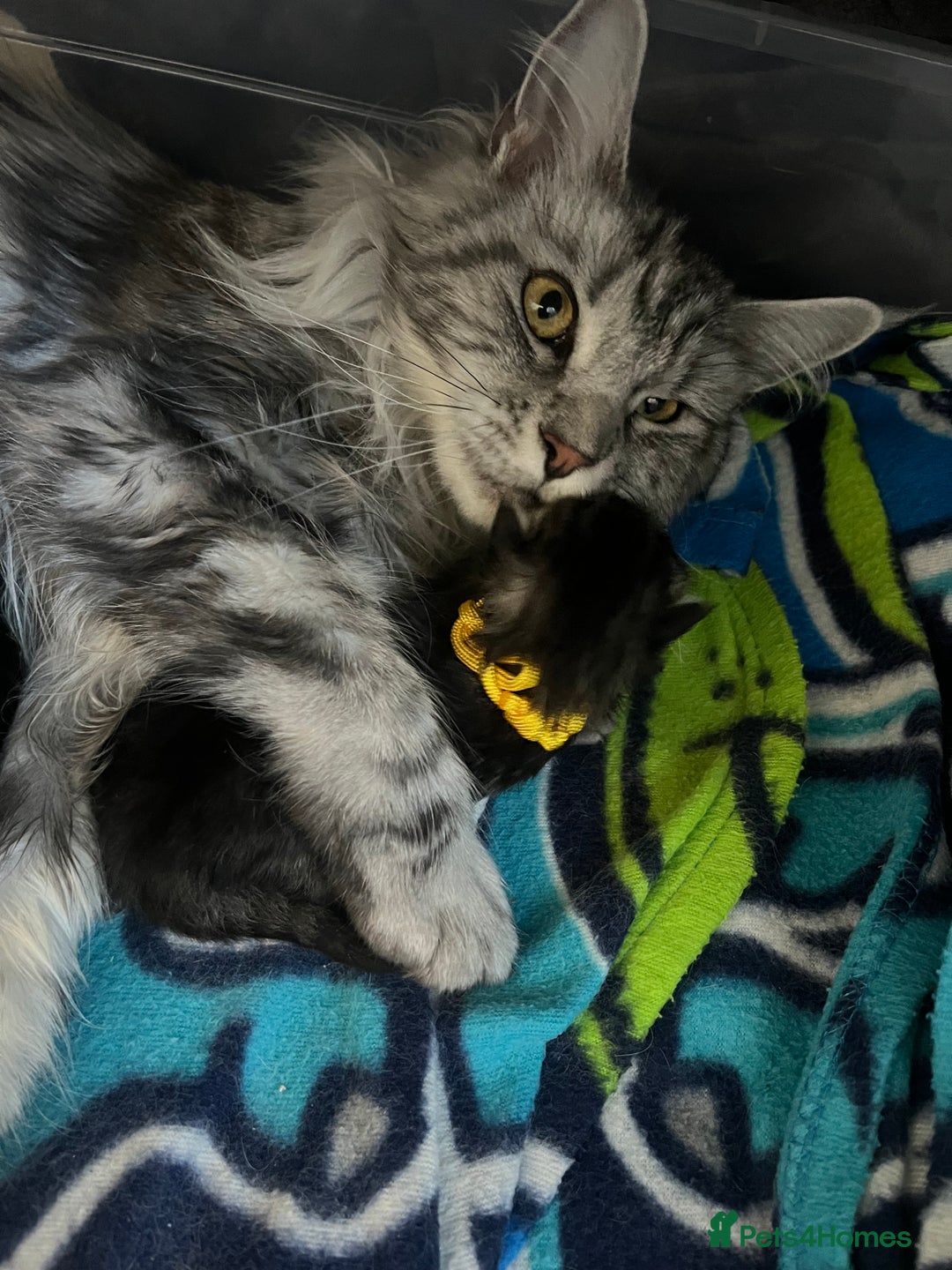 Maine Coon cats for sale: Maine coon cross  - Image 27
