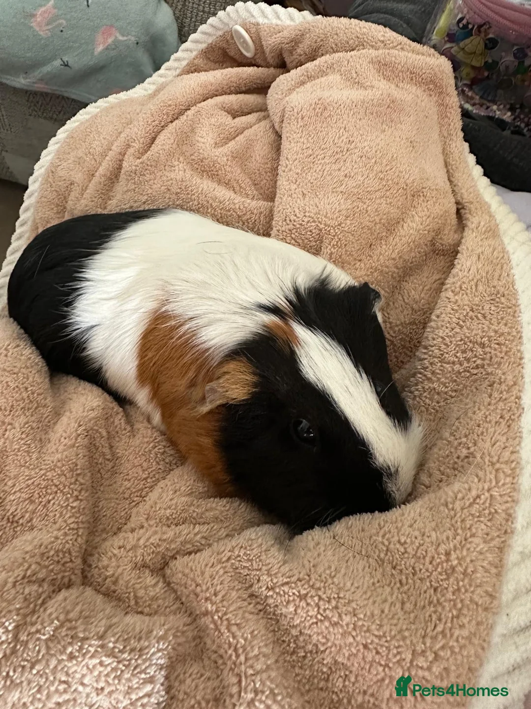 Guinea Pig rodents for sale: 2 1yr old sows in Romford - Advert 1
