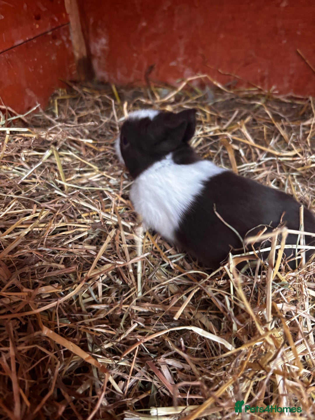 English Lop rabbits for sale: Beautiful mix of colours - Image 4
