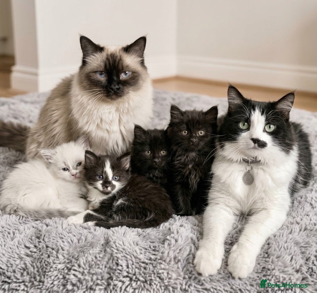 Mixed Breed cats Four Stunning Ragdoll  & Ragamuffin kittens  - Advert 3
