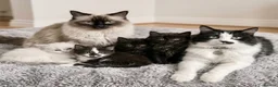 Mixed Breed cats for sale: Four Stunning Ragdoll  & Ragamuffin kittens  - Advert 1