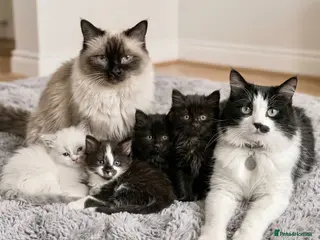 Mixed Breed cats Four Stunning Ragdoll & Ragamuffin kittens - Advert 3