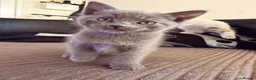 Mixed Breed cats for sale: Beautiful kittens - Advert 8