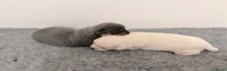 Chihuahua dogs for sale: Chihuahua boys  - Advert 6