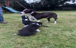 Border Collie dogs for sale: Gorgeous Collie pups - Image 11