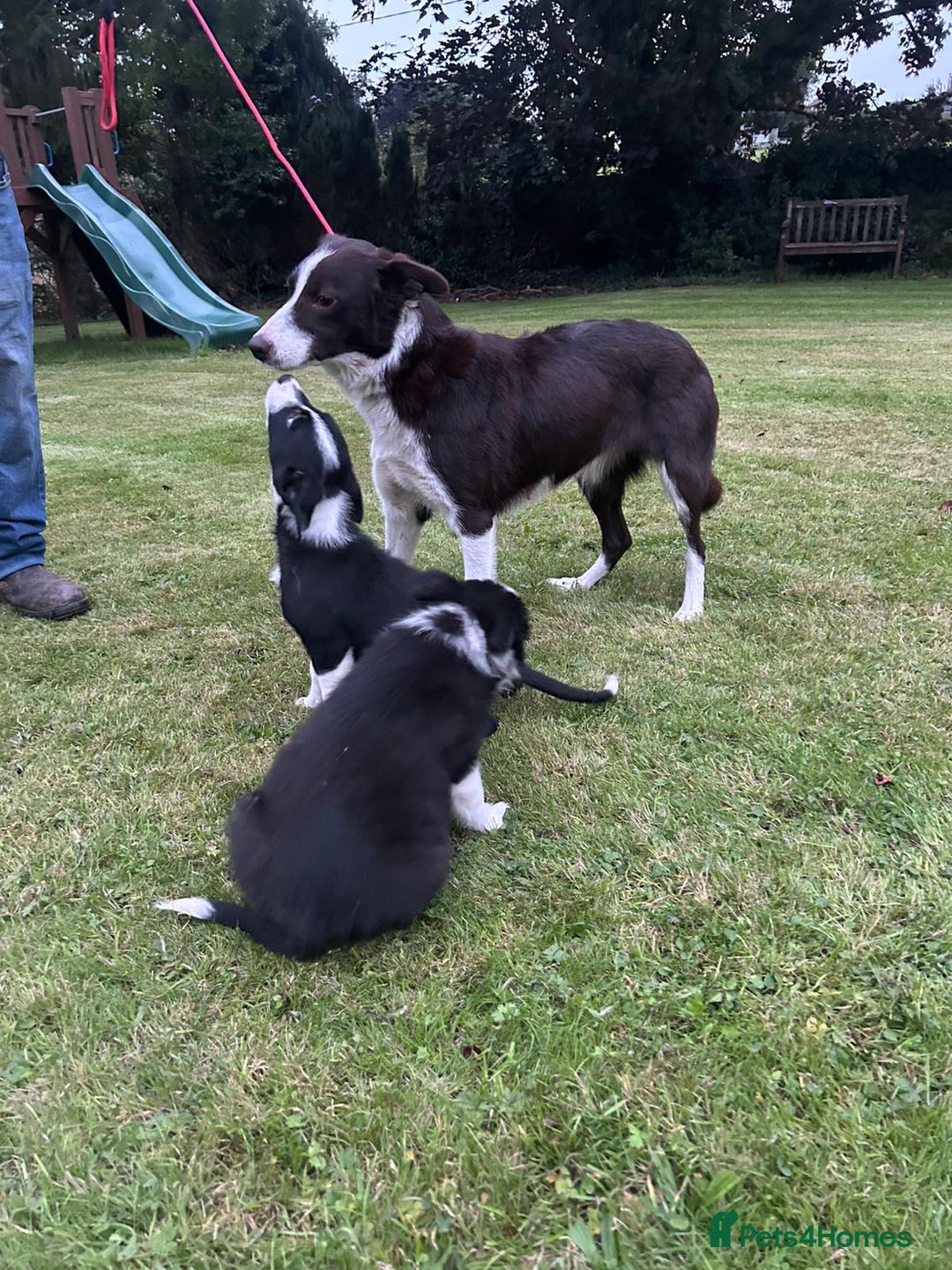 Border Collie dogs for sale: Gorgeous Collie pups - Image 11