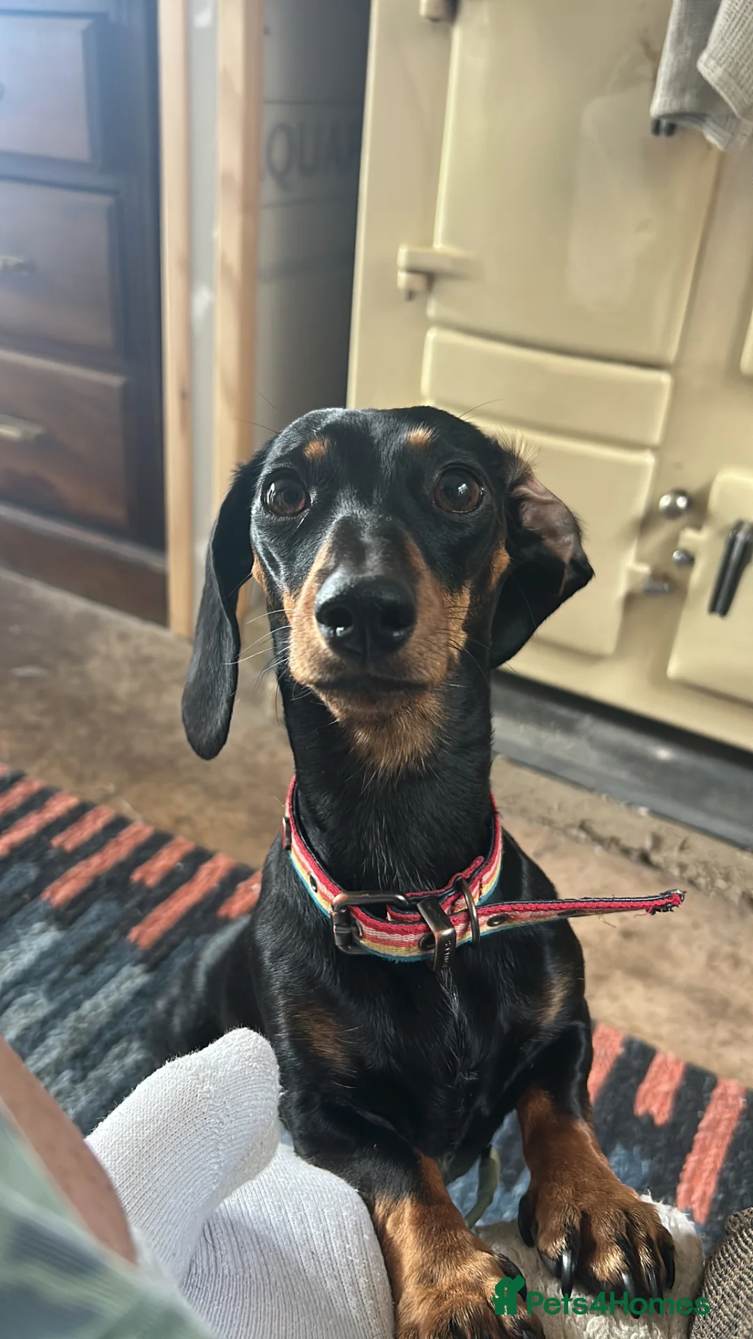 Miniature Dachshund dogs for sale: Miniature Dachshunds KC REG | DEVON - Advert 1