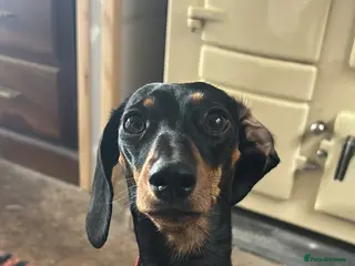 Miniature Dachshund dogs Miniature Dachshunds KC REG | DEVON - Advert 2