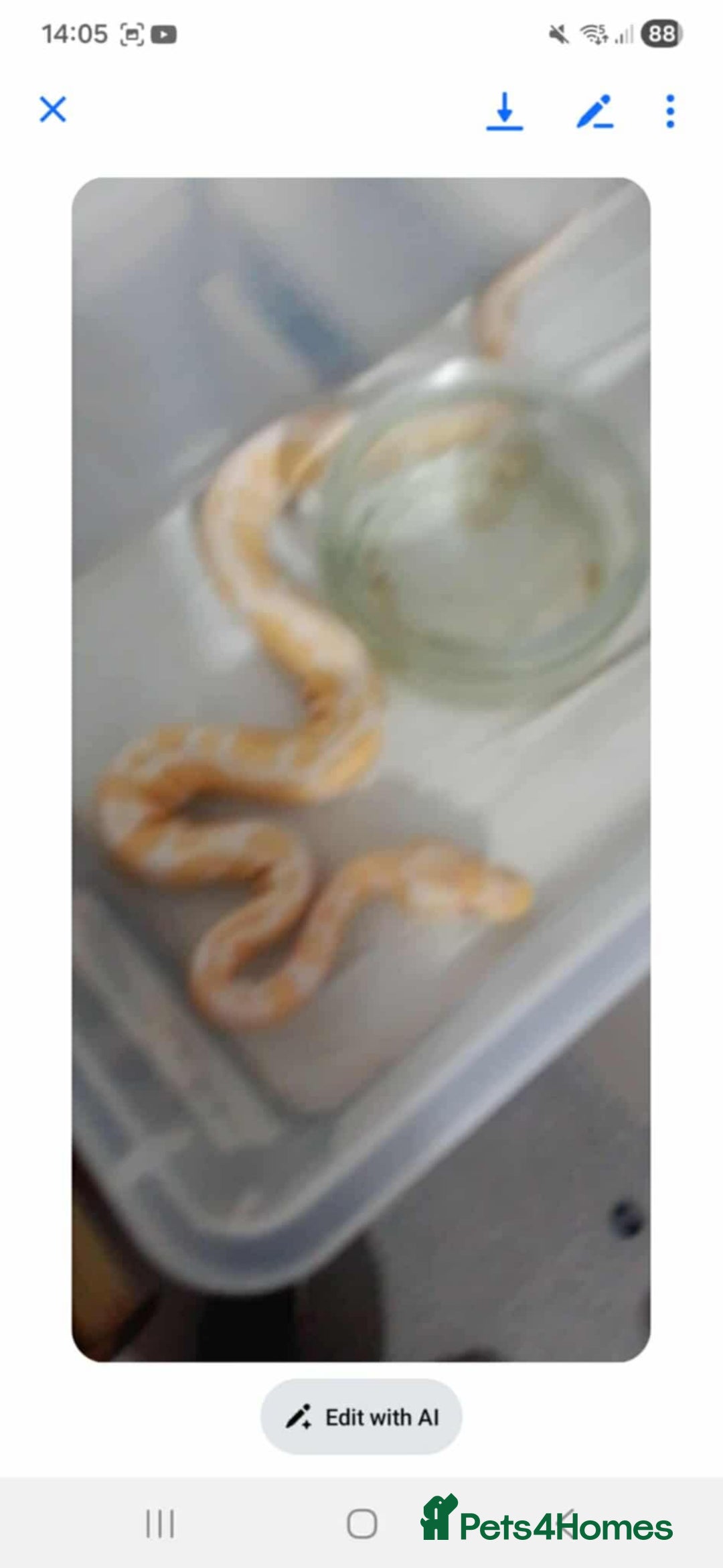 Python Snake reptiles for sale: Ball pythons for sale  - Advert 19