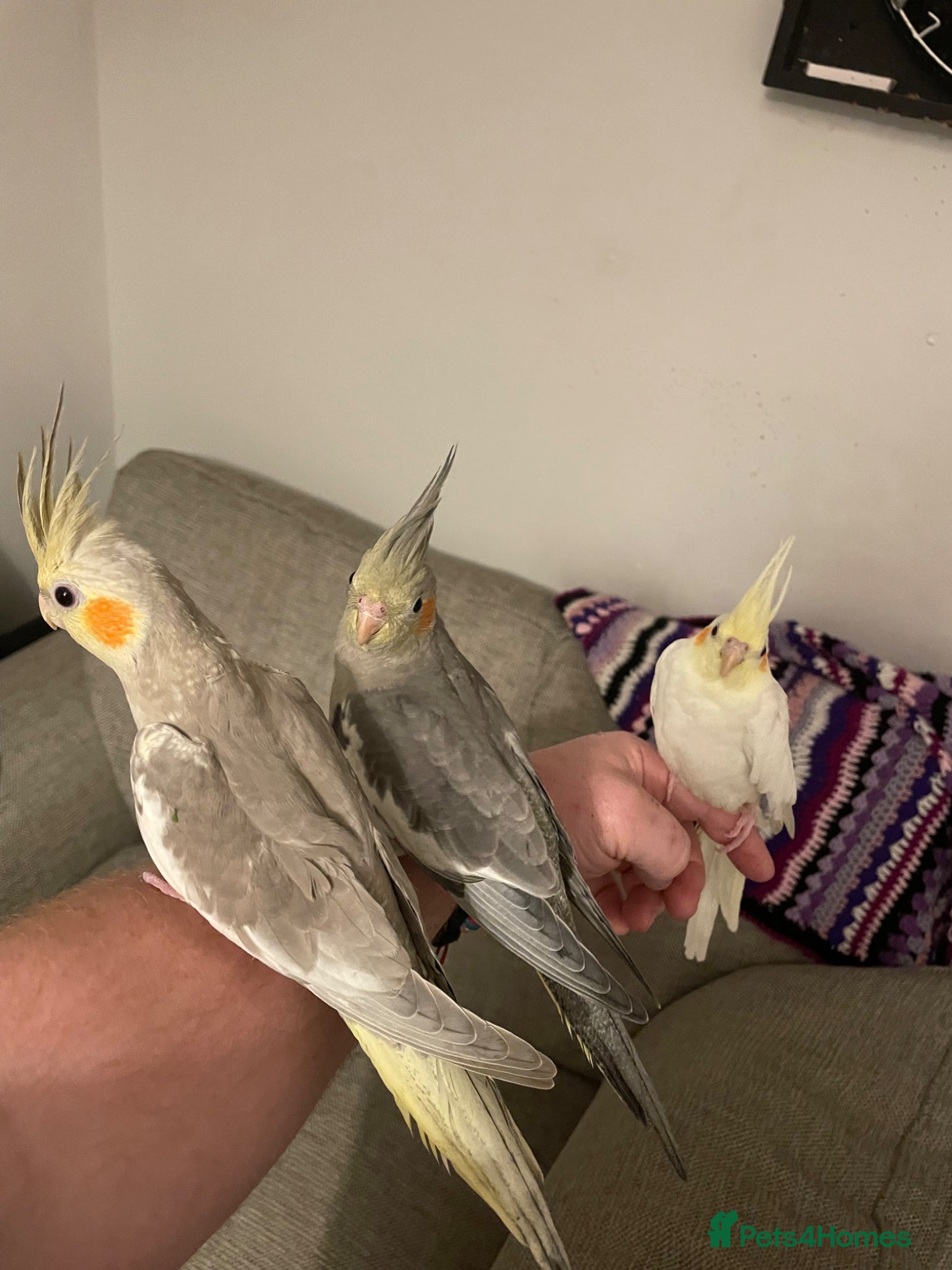 Cockatiels birds Cockatiels  - Advert 2