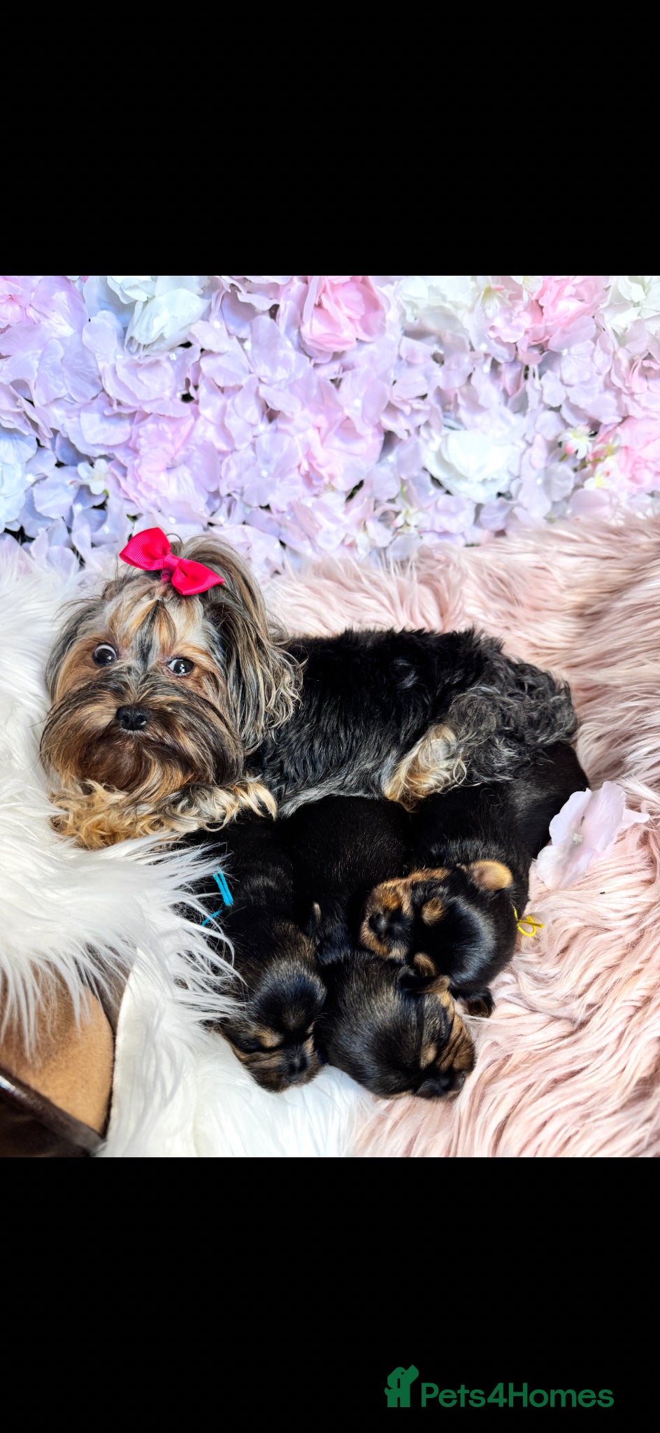 Yorkshire Terrier dogs KC REG Yorkshire Terrier Puppies - Advert 8