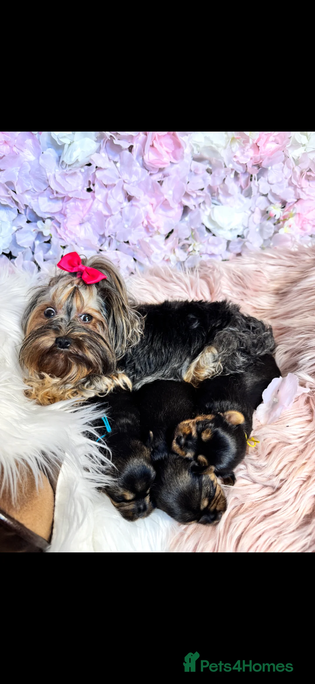 Yorkshire Terrier dogs for sale: KC REG Yorkshire Terrier Puppies - Advert 1