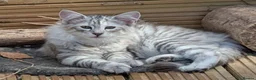 Norwegian Forest Cat cats for sale: Pedigree Norwegian Forest kittens - Advert 8