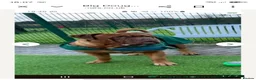 Dogue De Bordeaux dogs for stud: Big Dougie for Stud - Advert 9