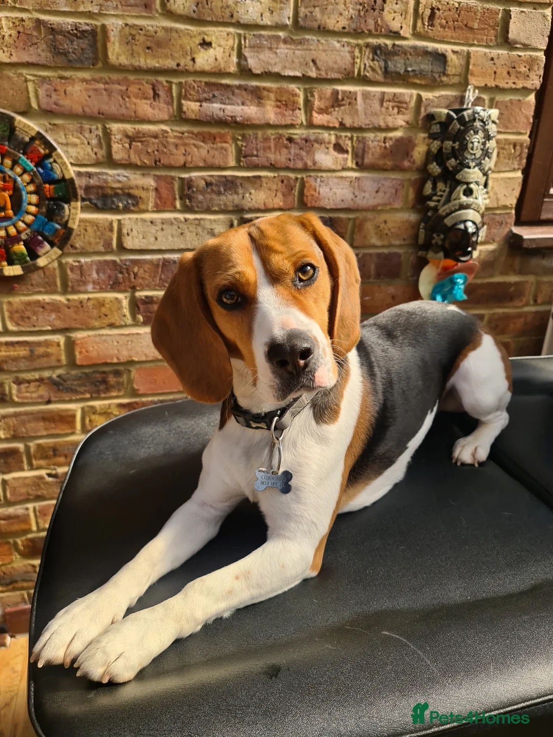 Beagle dogs for stud: Max beagle available for stud in Hemel Hempstead - Advert 3
