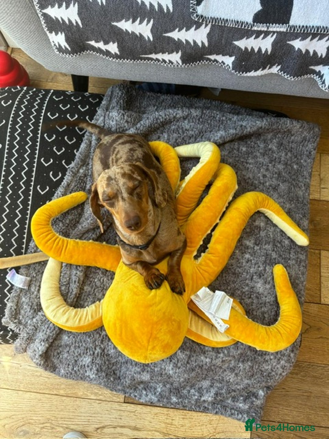 Miniature Dachshund dogs for sale: Dapple Miniature Dachshund 4years - Image 5