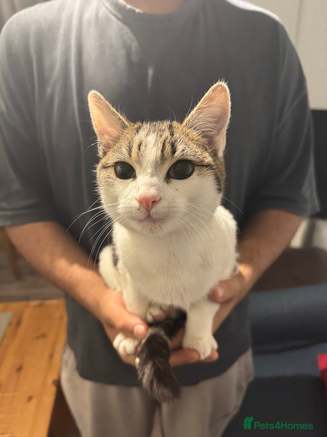 American Shorthair cats for sale: Adorable 5 Months Old Kitten Looking for a  Home. - Image 3