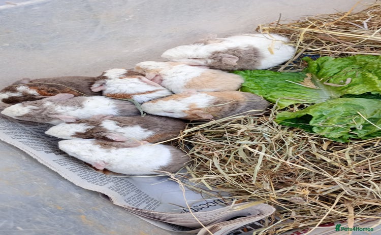 Guinea Pig rodents - Advert 1