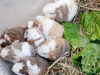 Guinea Pig rodents - Advert 3