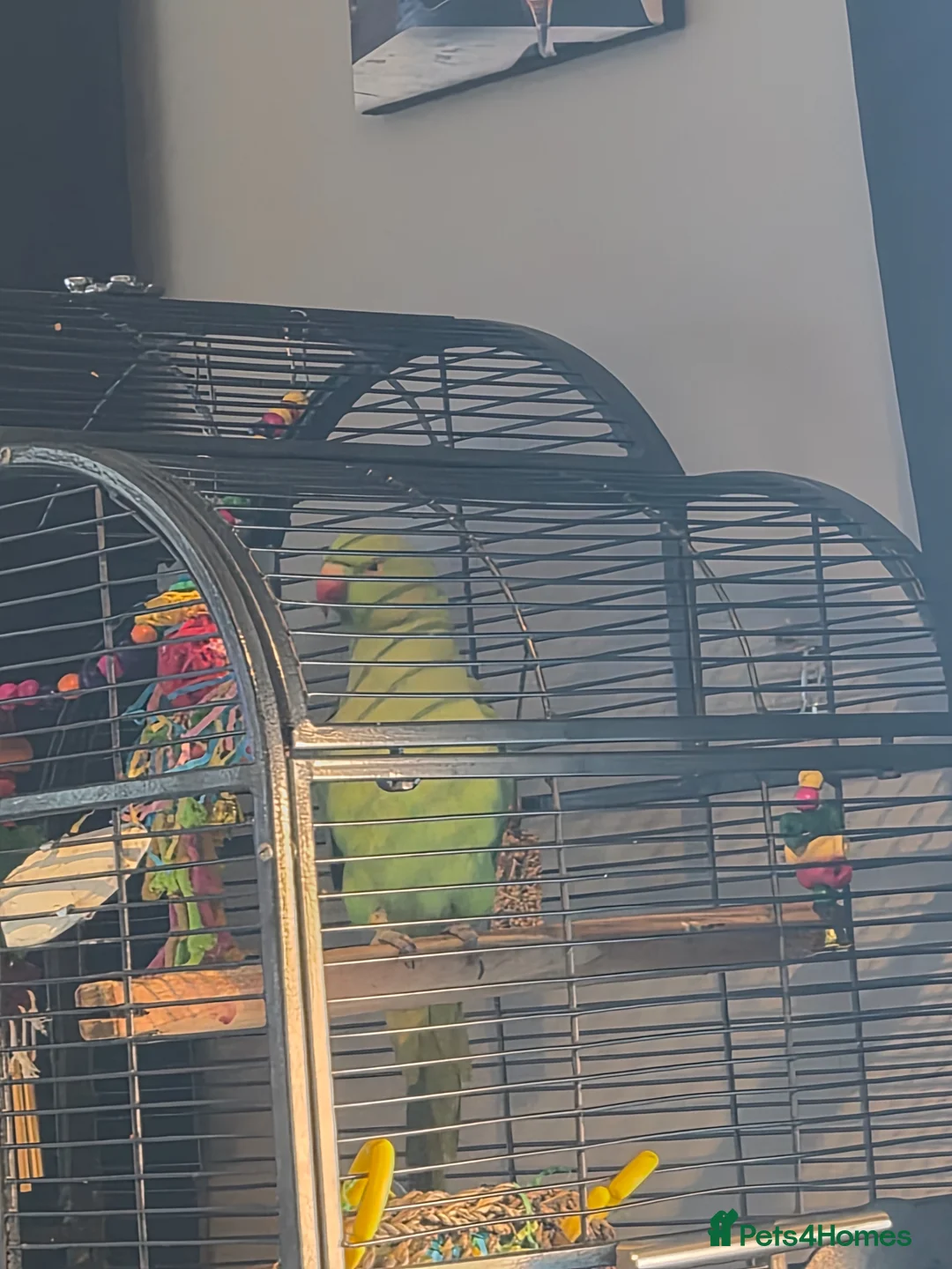 Parakeets birds for sale: Ringneck  in Brierley Hill - Advert 2