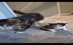 Maine Coon cats for sale: Maine coon cross  - Image 3