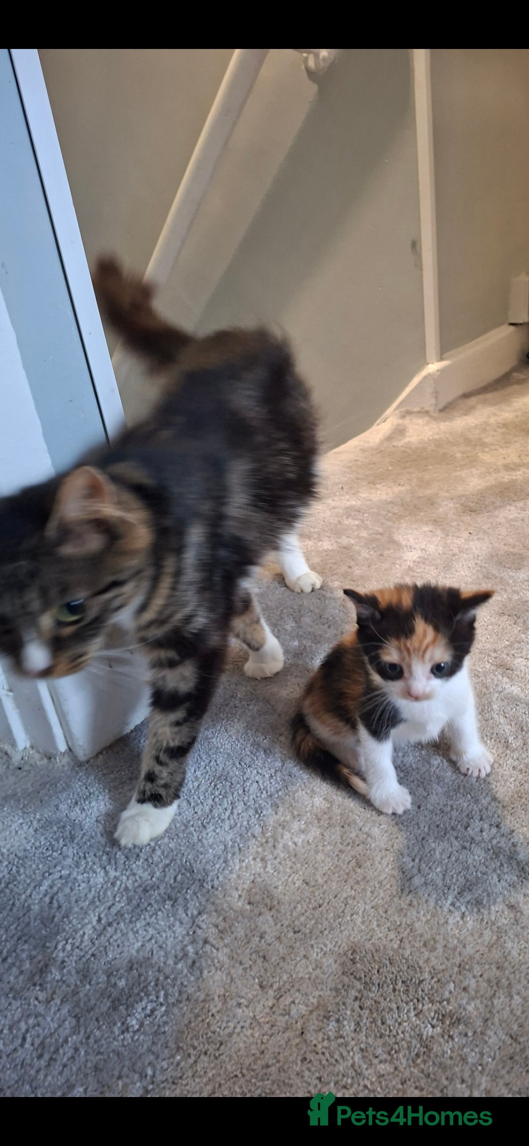 Maine Coon cats for sale: Maine coon cross  - Image 3