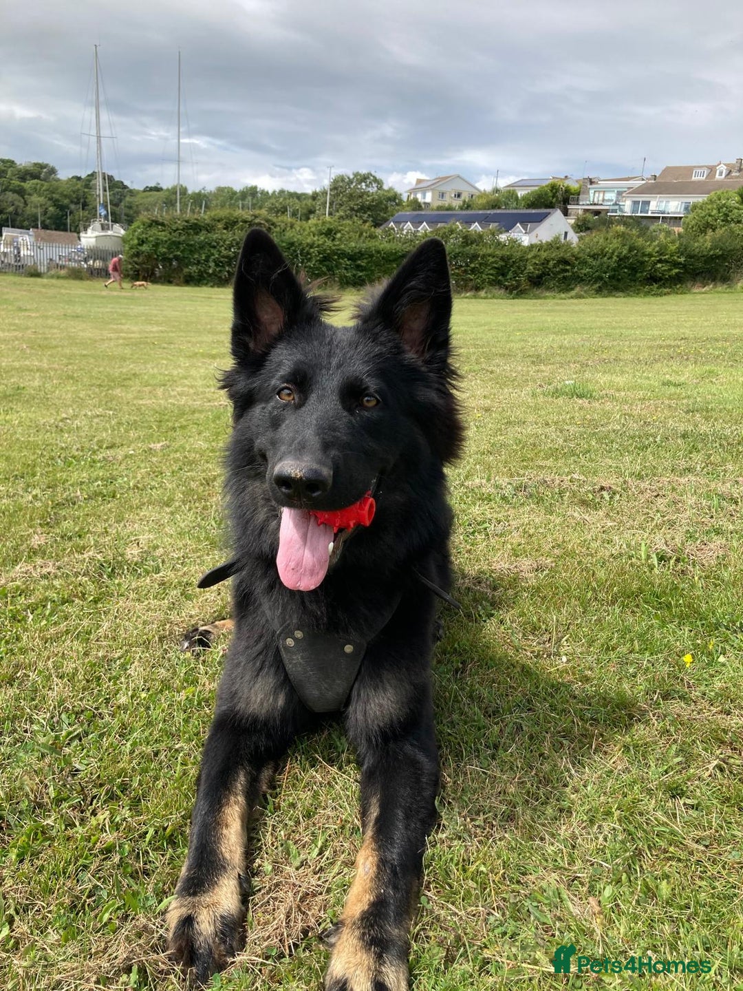 German Shepherd dogs for sale: DDR line German Shepard  - Image 1