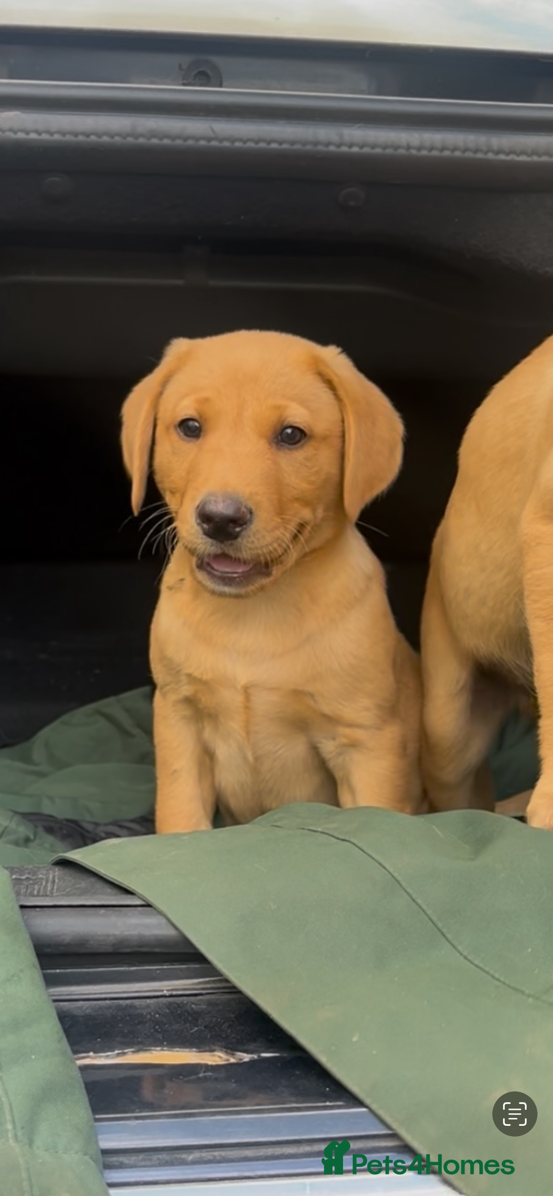 Labrador Retriever dogs for sale: Working background Labrador pups - Image 4