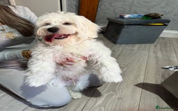 Maltese dogs for sale: Maltes - Image 3