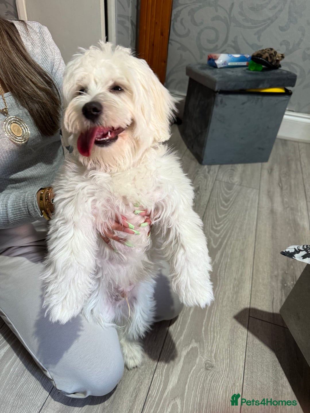 Maltese dogs for sale: Maltes - Image 3