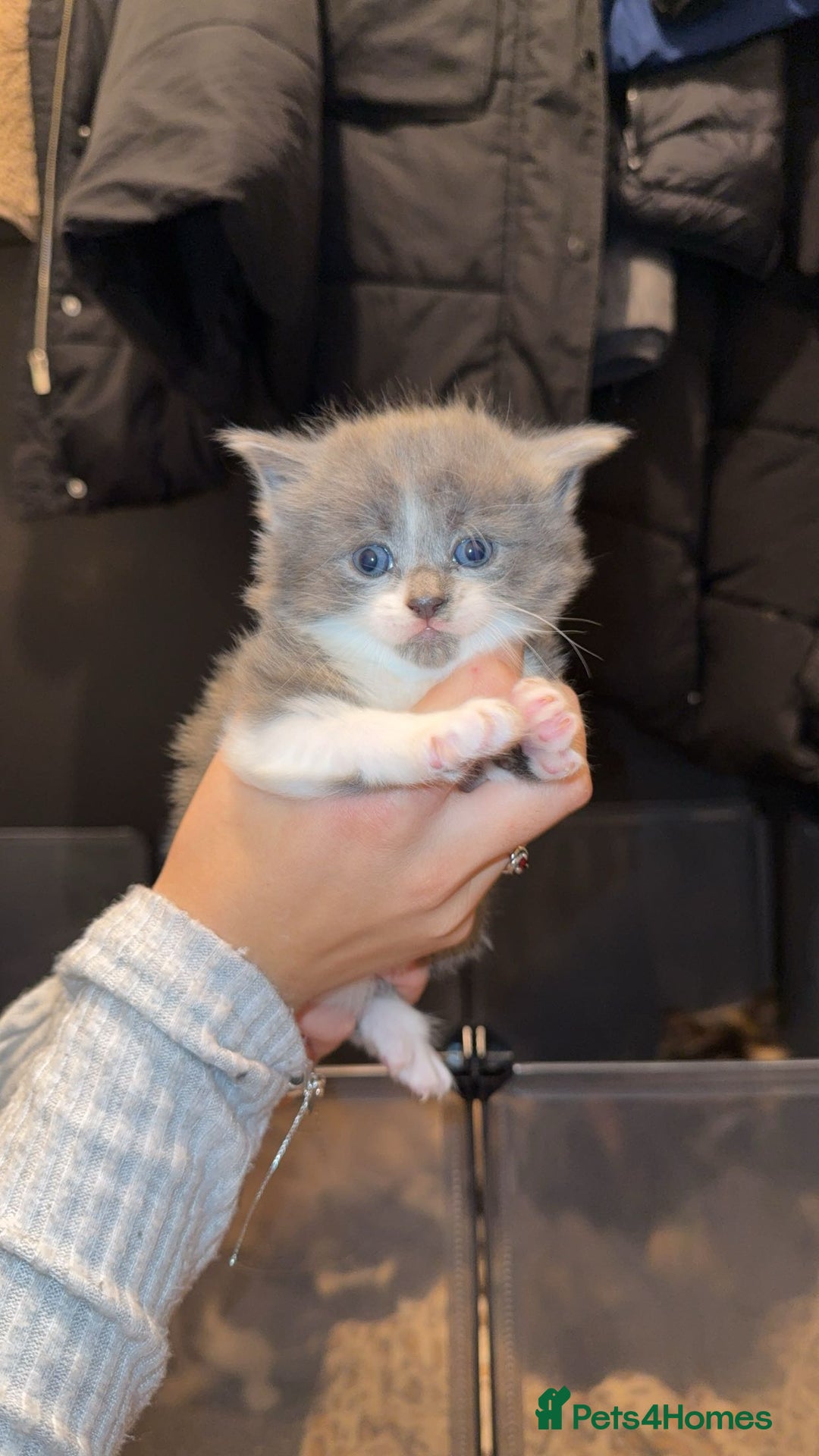 Maine Coon cats for sale: 3 Maine coon cross kittens  - Advert 3