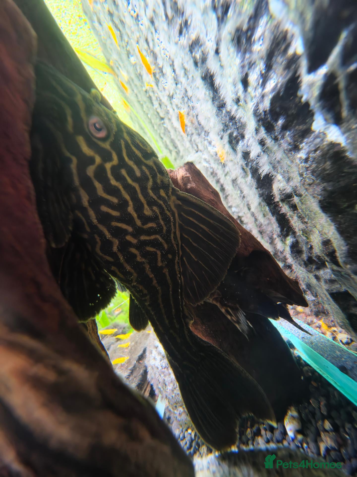 Plecos fish 🚨*RARE* STUNNING L27C GOLDEN LINE ROYAL PLECO🚨 - Advert 2